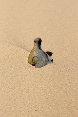 Pigeon in the sand