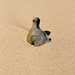 Pigeon in the sand