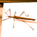 Pseudophasmafulvum