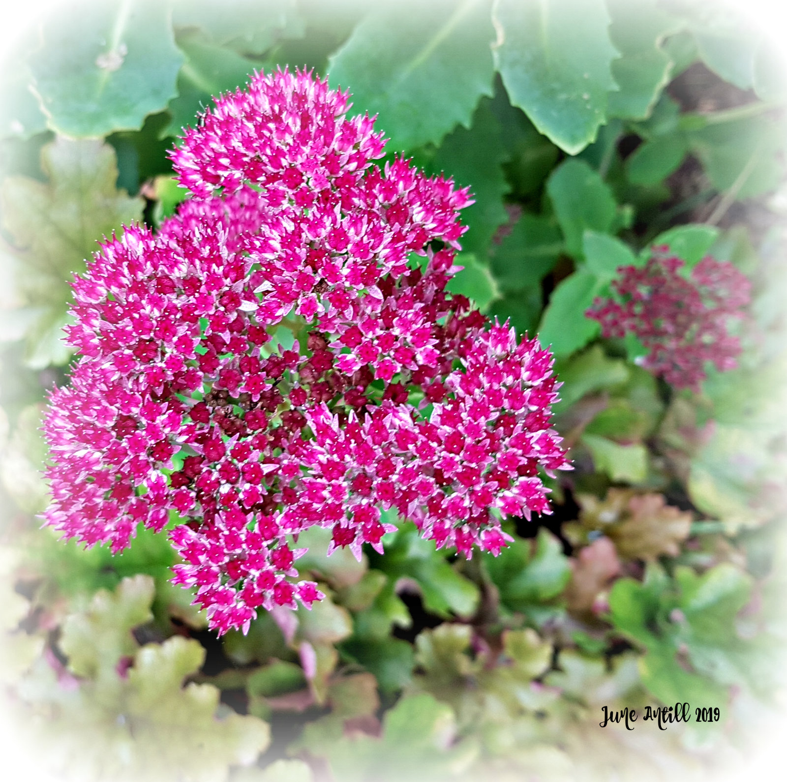 Sedum, in full colour now :-)