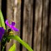 Letzte Blüte - Happy Fence Friday