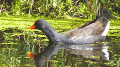 The Pond Moorhens