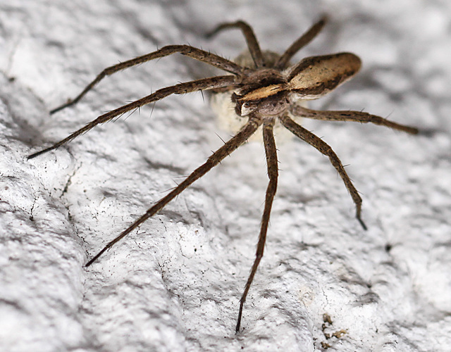 20100705 6276Mw [D~LIP] Listspinne (Pisaura mirabilis) [w] [Raubspinne], [Brautgeschenkspinne] , Eikokon, Bad Salzuflen