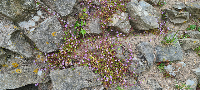 Flowering Ivy-leaved Toadflax