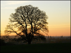 oak at sunset