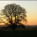 oak at sunset