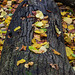 fallen tree and leaves