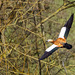 Ruddy shelduck