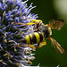 20230806 3427CPw [D~LIP] Bienenjagende Knotenwespe (Cerceris rybyensis), BS