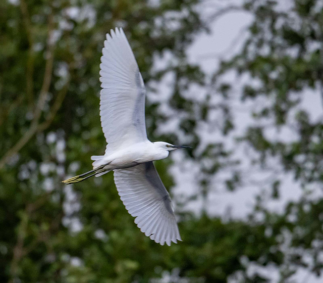 Little egret