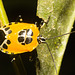 IMG 0304 Shield Bug-1