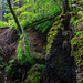 Auf dem Ernstberg in Hinterweiler in der Eifel