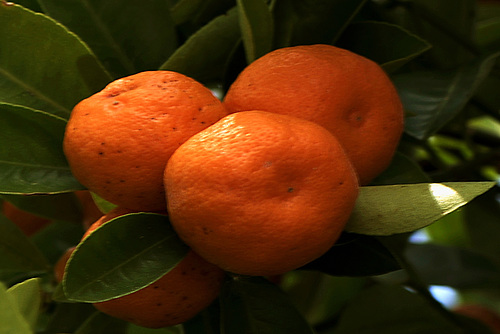 Tangerines