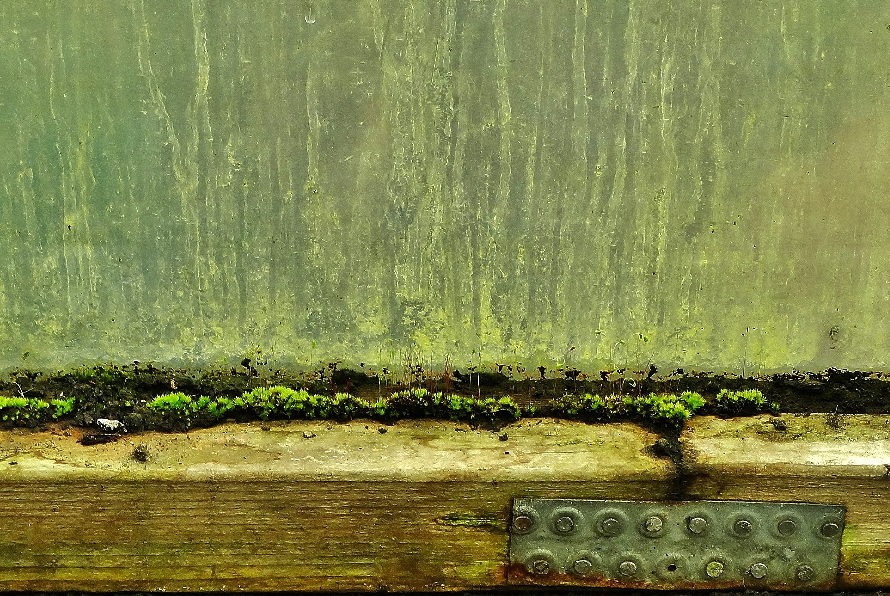 Polytunnel. Edged with Moss