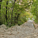 Nationalpark Paklenica - Schattiger Aufstieg