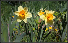 Narcisses hybrides