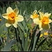 Narcisses hybrides