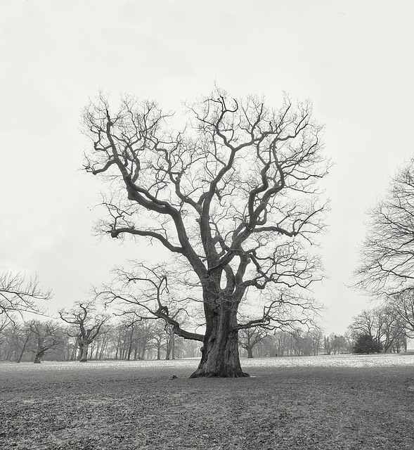 baum-4583-4584 Panorama-20-01-2018sw