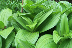 Veratrum album 'Irish Green'