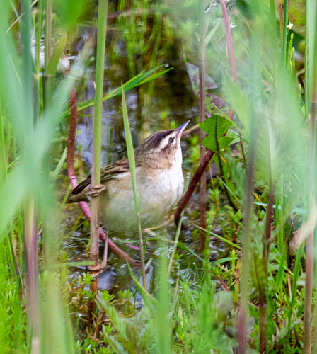 Sedge warbler