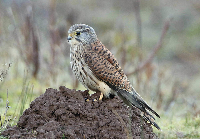 Mr Kestrel