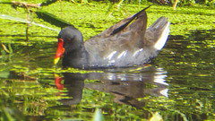 The Pond Moorhens