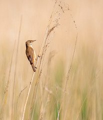 Reed warbler