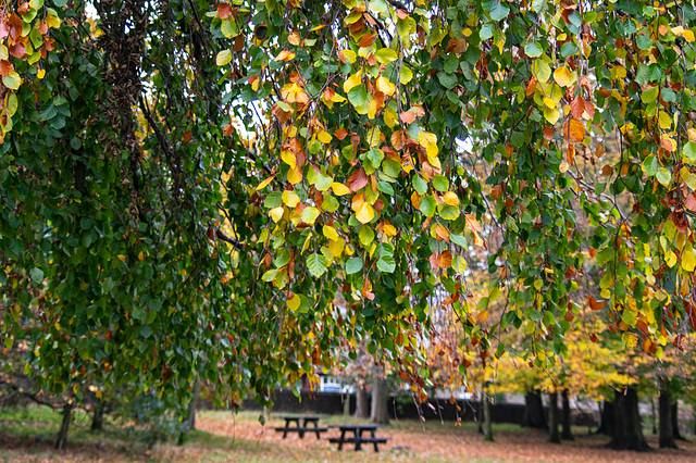 Autumn leaves in the park