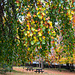 Autumn leaves in the park