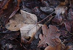 Herbstblätter und Raureif