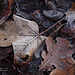 Herbstblätter und Raureif