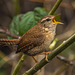 Wren