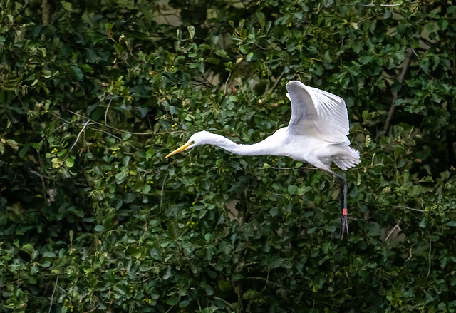 Great white egret