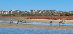 Emus