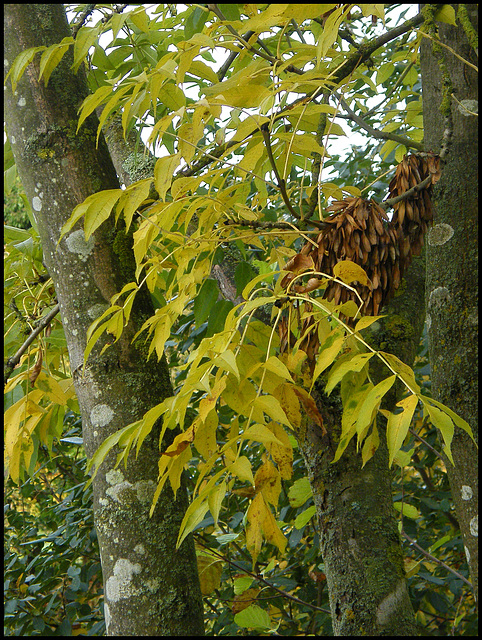 autumn green ash