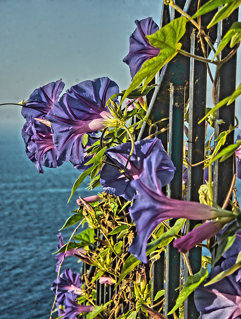 Ventimiglia - Grimaldi superiore - Ipomeas