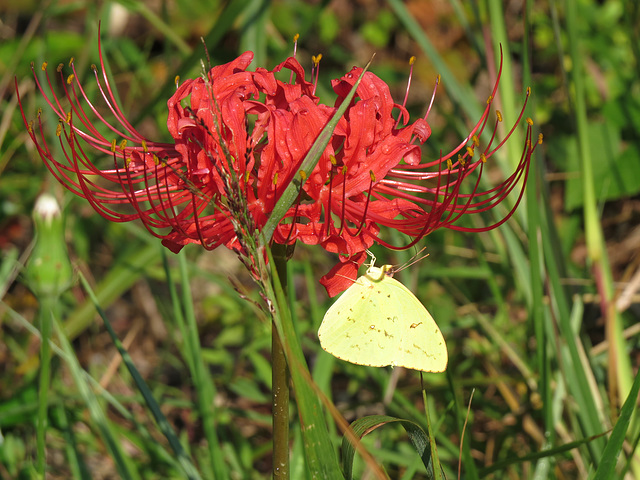 Cloudless sulfur (Phoebis sennae) on Lycoris radiata