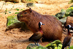 NL - Arnhem - Burgers Zoo