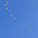 Day 12, Snow Geese, Cap Tourmente Wildlife Area, Quebec