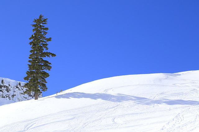 Snow and Shadow