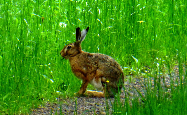 DE - Schleiden - Met this fellow on the Höhentour trail