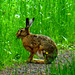 DE - Schleiden - Met this fellow on the Höhentour trail