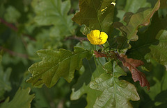 Buttercup and Oak Leaves