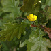 Buttercup and Oak Leaves