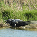 Day 4, Alligator, Leonabelle Turner Birding Centre