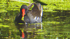 The Pond Moorhens