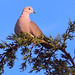 Turtledove