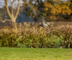 Curlew