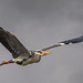 Heron