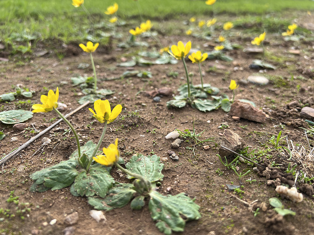 Ranunculus bullatus